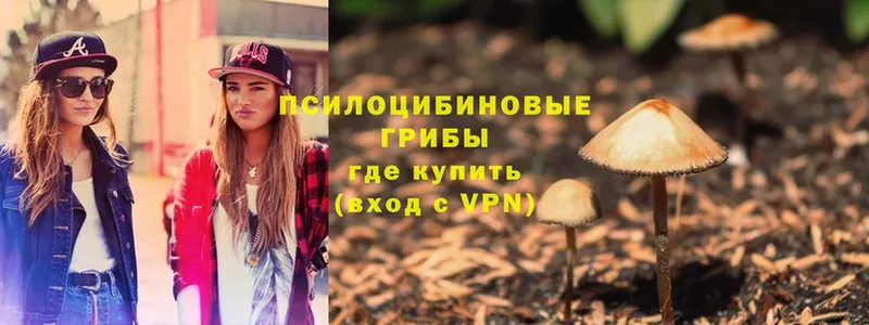 KRAKEN   Коряжма  Псилоцибиновые грибы Psilocybe 